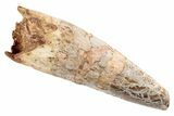 Massive, Fossil Phytosaur Tooth - New Mexico #192548-1